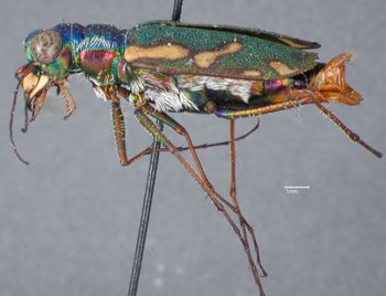 Media type: image;   Entomology 21795 Aspect: habitus lateral view
